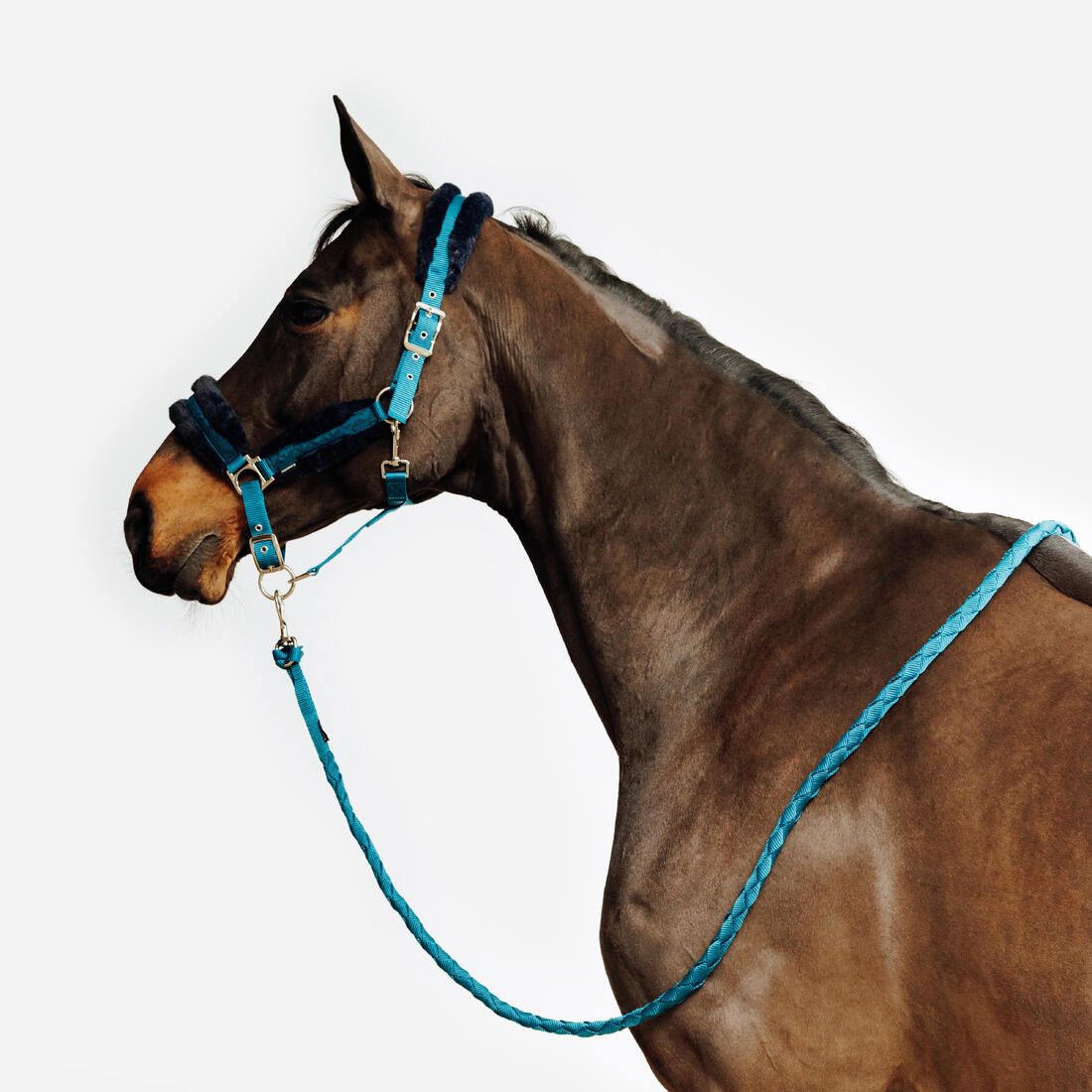 Gamme pour le cheval - Stud Book Selle Français