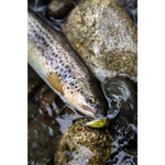 Product thumbnail 5 of 5
