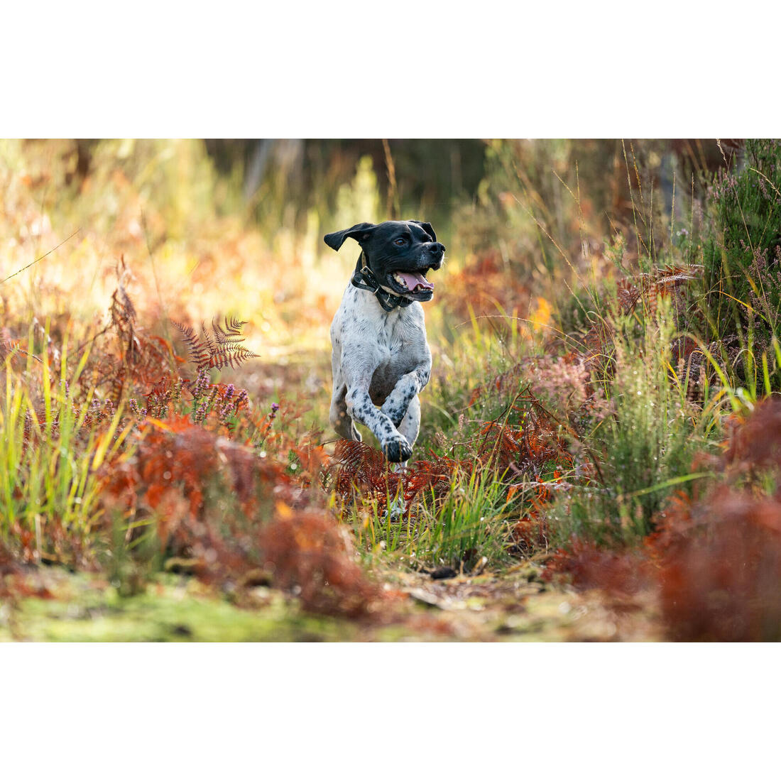 IMG_1008188546_3